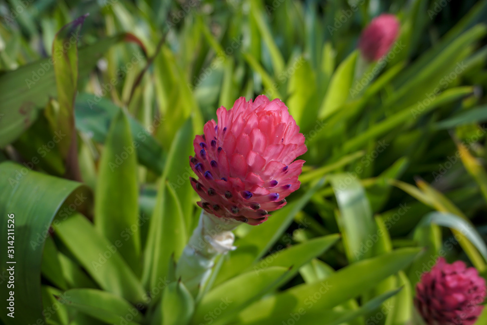 Bromeliad flowers in the garden Bromeliad flowers in the garden