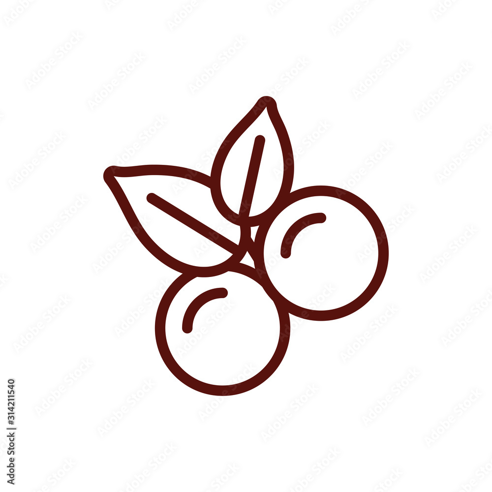 Isolated coffee berries with leaves vector design Isolated coffee berries with leaves vector design