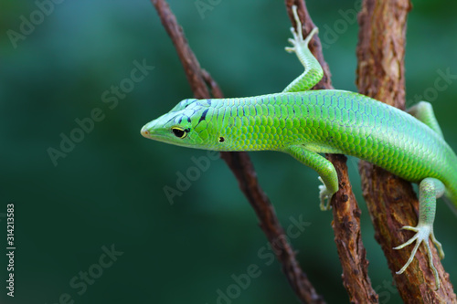 emerald tree skink on a tree branch