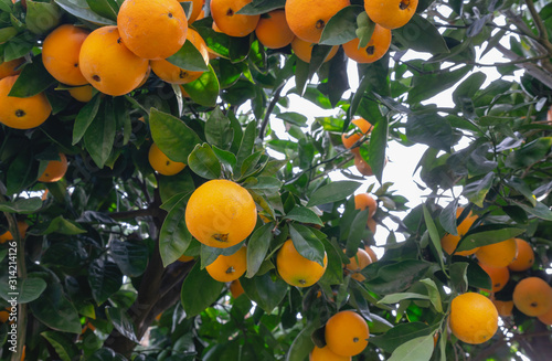 Orange fruits close up. Orange tree bearing full grown fruits