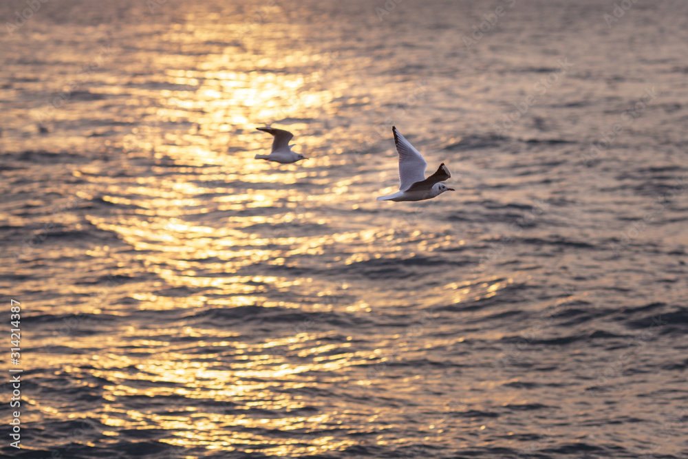 Fototapeta premium two seagulls fly over the sea at dawn