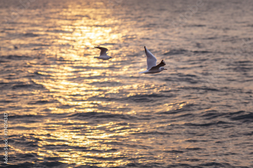 two seagulls fly over the sea at dawn