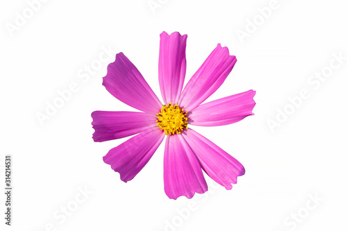 Pink cosmos flower isolate white background with clipping-path.