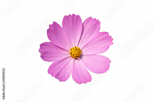 Fototapeta Naklejka Na Ścianę i Meble -  Pink cosmos flower isolate white background with clipping-path.
