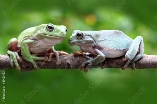 green tree frog on branch
