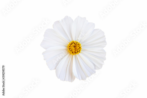 White cosmos flower isolate white background with clipping-path.
