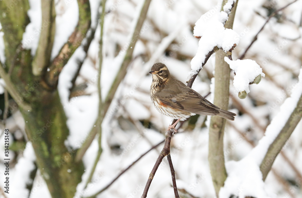 A winter scene of a stunning Redwing (Turdus iliacus) perched on a branch of a magnolia tree in a snowstorm. The branches are covered in snow. A winter scene of a stunning Redwing (Turdus iliacus) perched on a branch of a magnolia tree in a snowstorm. The branches are covered in snow.