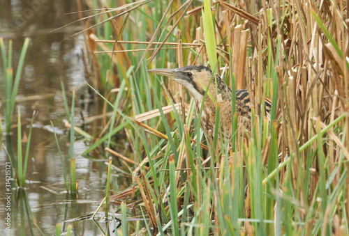 A rare Bittern (Botaurus stellaris) hunting for fish in a reed bed.