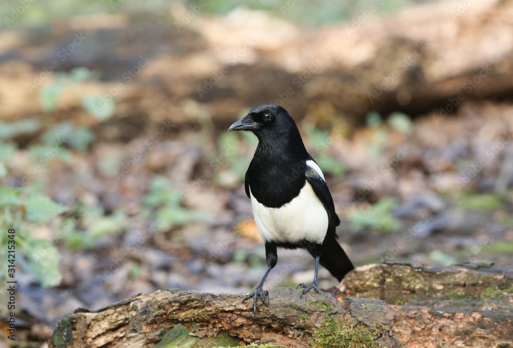 A stunning Magpie (Pica pica) perched on a log hunting for food. A stunning Magpie (Pica pica) perched on a log hunting for food.