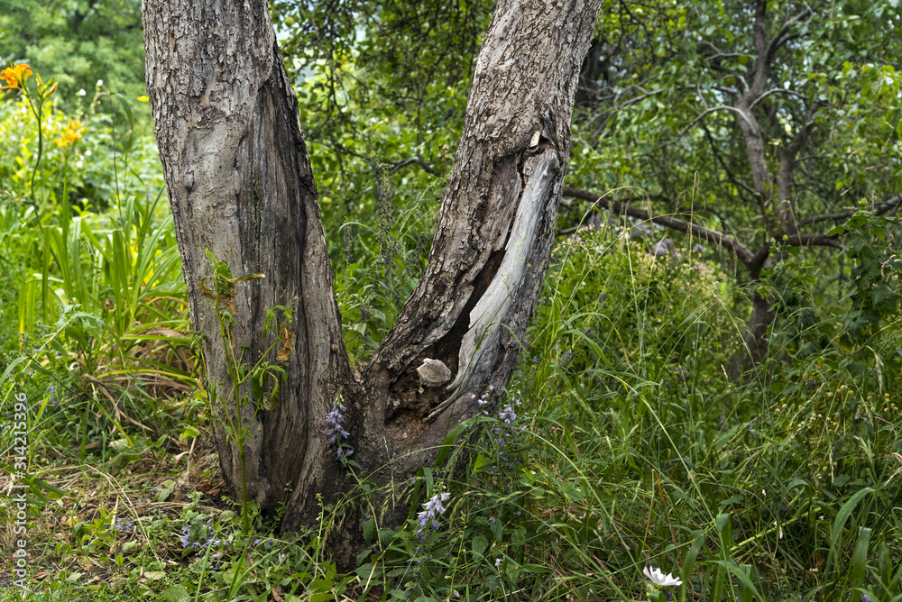 Old tree apple tree with a broken trunk at the base in the green garden Old tree apple tree with a broken trunk at the base in the green garden