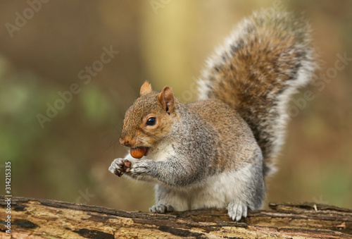 A humorous shot of a cute Grey Squirrel (Scirius carolinensis) with a nut in its mouth sitting on a log.
