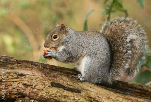 A humorous shot of a cute Grey Squirrel (Scirius carolinensis) trying to carry two nuts one in its mouth and one in its paws sitting on a log.