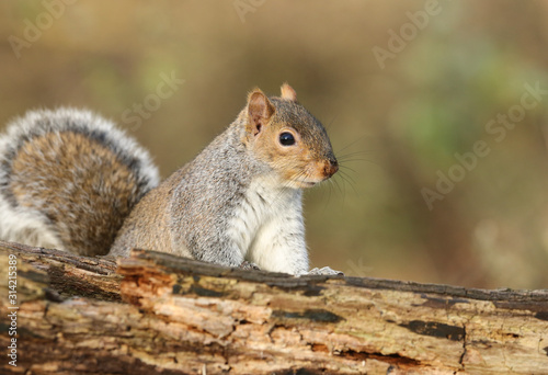 A curious Grey Squirrel (Scirius carolinensis) looking over a log.