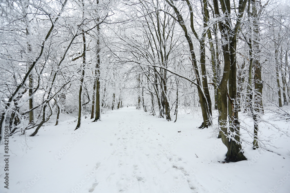 A snow covered woodland path on a winters day in Balls Wood, Hertford Heath, UK. A snow covered woodland path on a winters day in Balls Wood, Hertford Heath, UK.