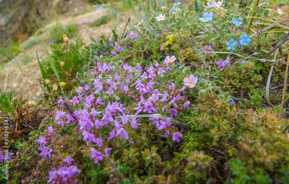 Obraz premium beautiful pink flowers grow among the grass in the clearing