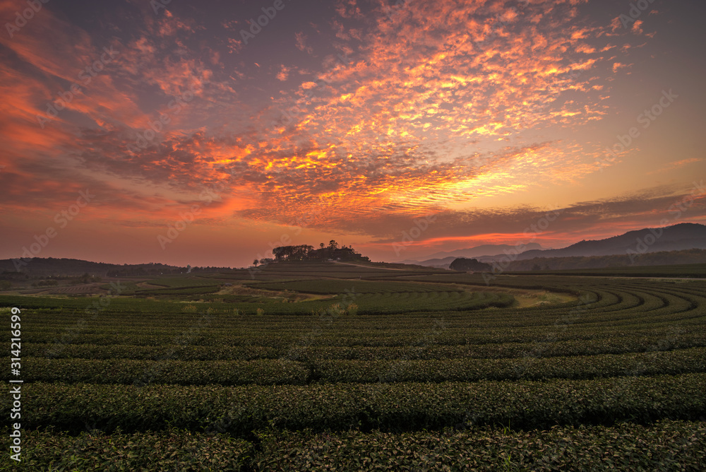 The scenery of tea plantation in sunset time with a beautiful twilight sky in Chiang Rai, Thailand.