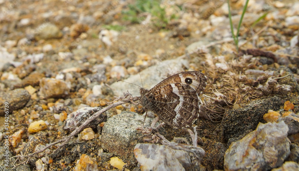 the butterfly disguised itself as the color of the landscape