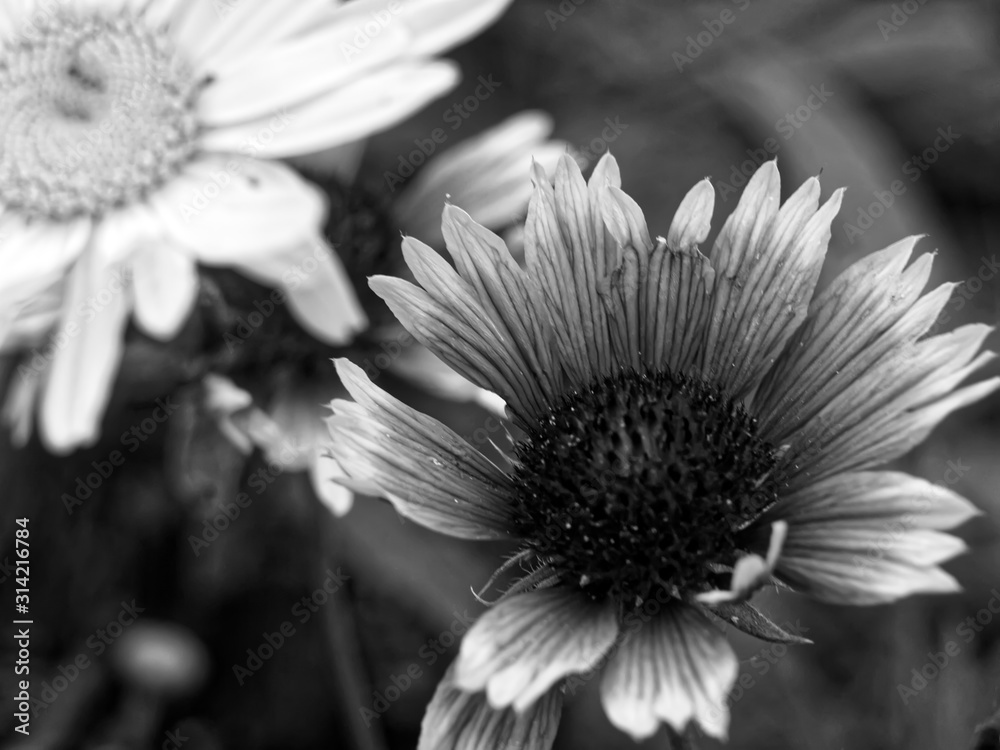 rudbeckia and daisies in the garden in summer, Russia. rudbeckia and daisies in the garden in summer, Russia.