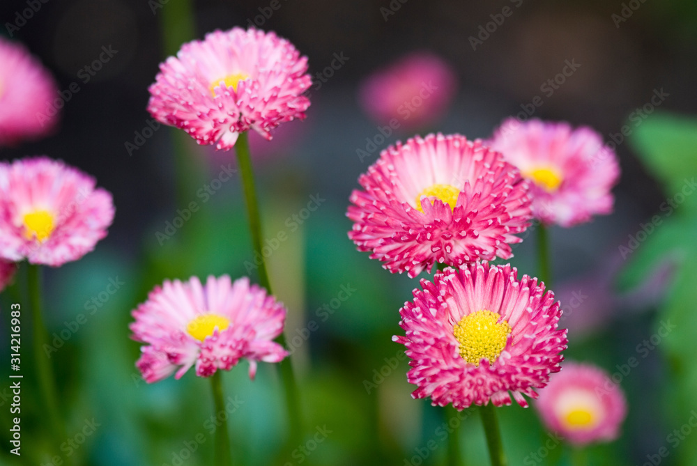 Cute Little Pink Daisy Flowers
