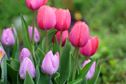 Beautiful Pink Tulips Close Up