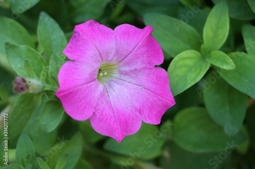 Pink petunia multiflora flower on green tree background. Petunia is genus of 20 species of flowering plants.