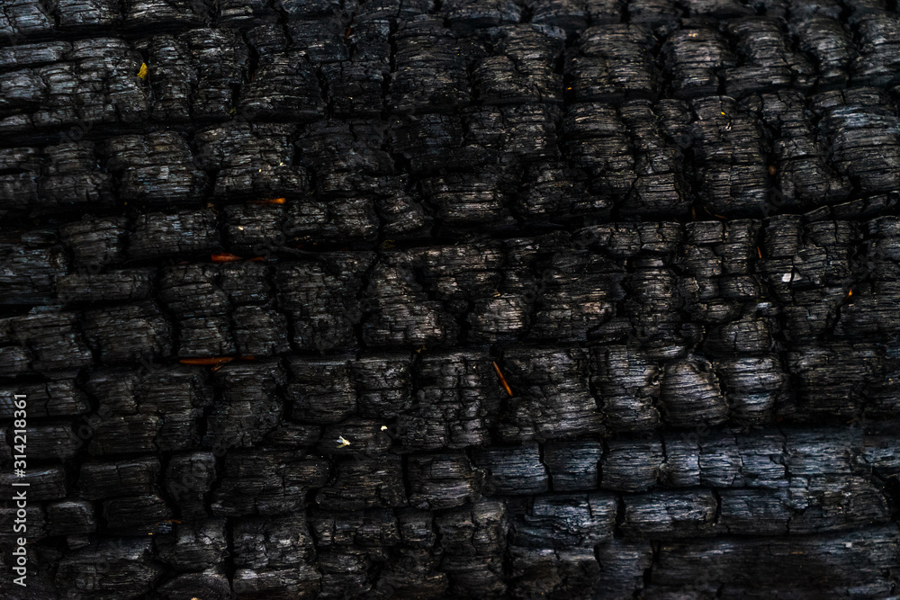 Burnt log. Carbonized wood. Charcoal. Burnt log. Carbonized wood. Charcoal.
