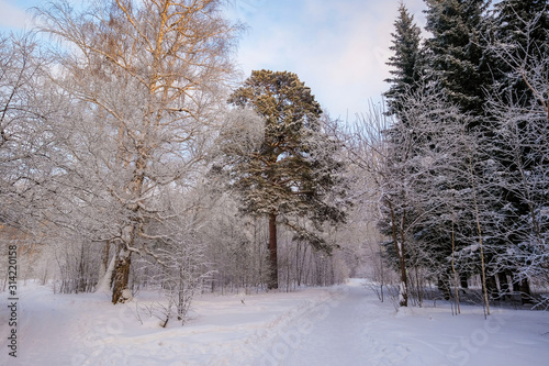 Winter landscape. Frozen snow on trees.