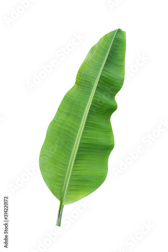 banana leaf isolated on white background