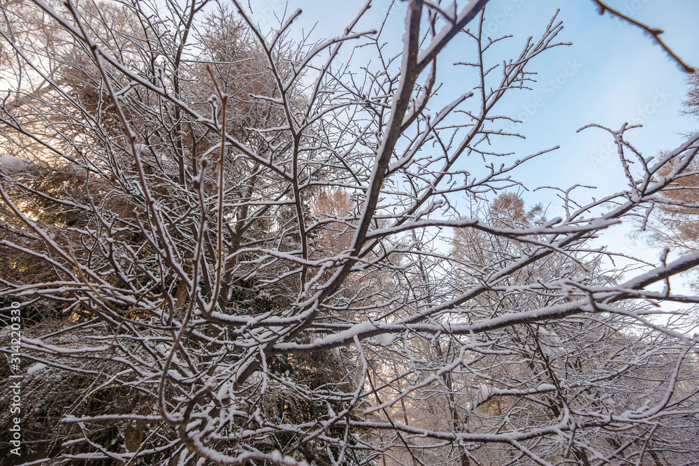 Winter landscape. Frozen snow on trees.