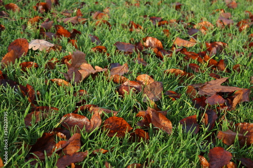 Laub im Gras im Herbst © Roman