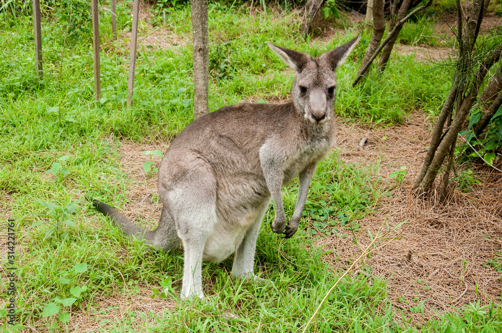 Australian kangaroo sitting on a green grass Australian kangaroo sitting on a green grass