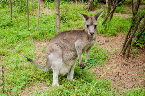 Australian kangaroo sitting on a green grass