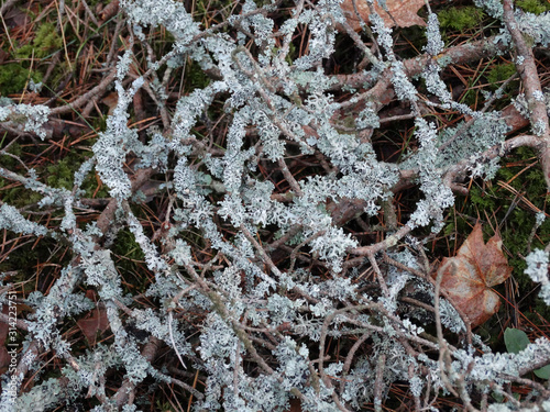 white lichen on old pine branches photo