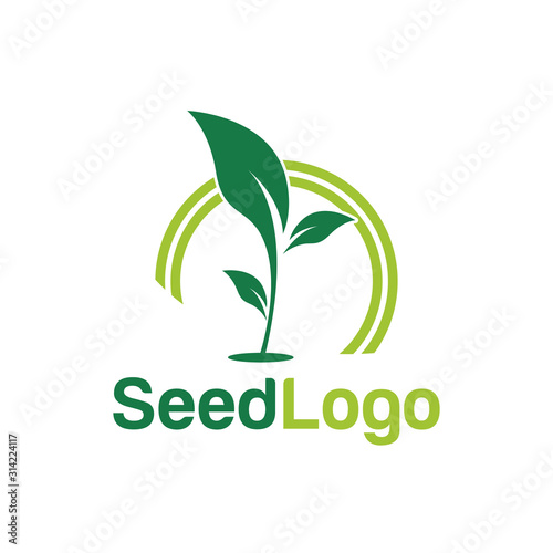 Growing Seed Logo Designs Vector Seed Stock Vector 