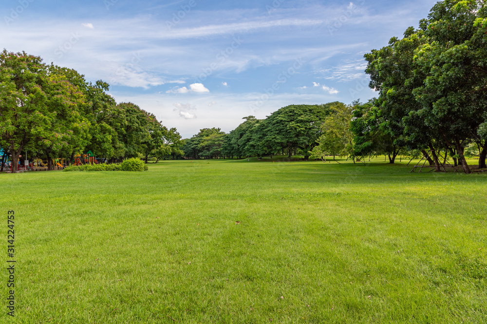 Green tree and green grass in public park with light blue sky and orange sunrise