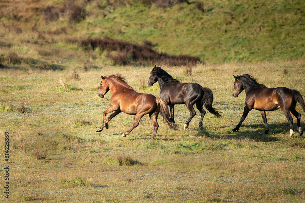 Obraz premium Three wild Kaimanawa horses running with flying mane on the green grassland