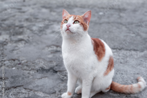 Cat has green - blue eyes. Beautiful ginger and white cat sits on grey asphalt. Contrast background. 