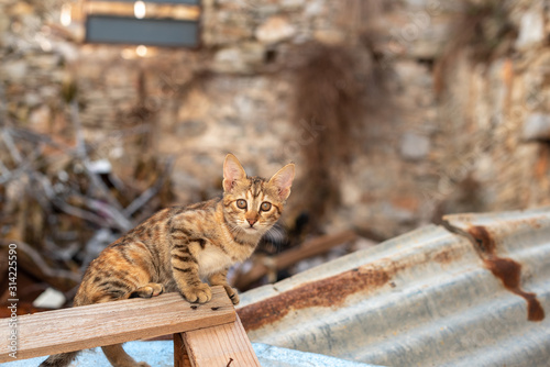 Undomesticated cat sits in ruined house. Brown striped cat looks at camera.