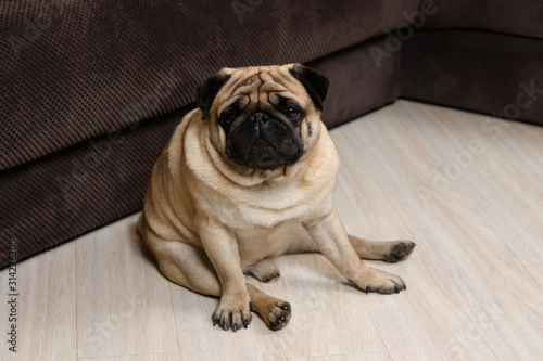Funny face of pug dog. Pug dog lying on marble floor © spritnyuk