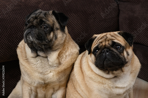 Two Pug dogs sit side by side. Muzzles close-up © spritnyuk