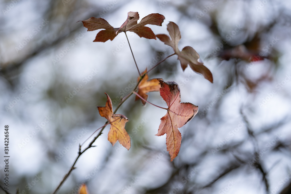 Autumn leaves maple leaves red and yellow Autumn leaves maple leaves red and yellow