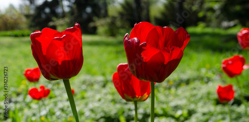 czerwone-tulipany-na-zielonej-laczce