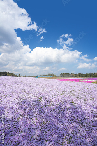 芝桜