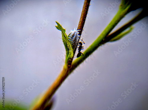 Cotton mealybug and ant fighting on the plant. cotton mealybug also known as Phenacoccus solenopsis (Hemiptera: Pseudococcidae) or Pseudococcidae. photo