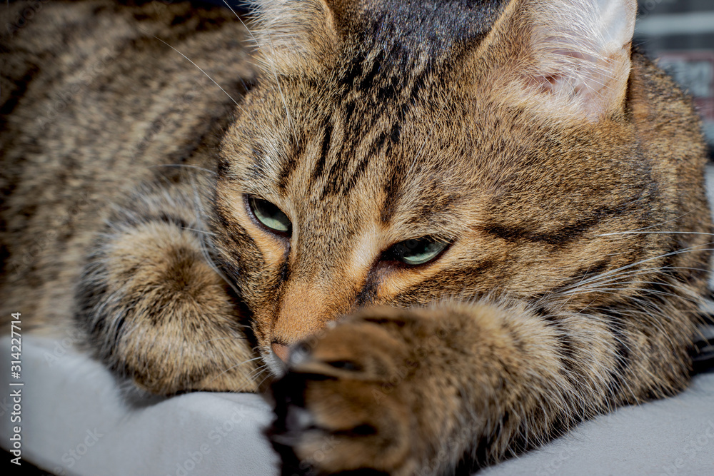 Cat muzzle with a m on his forehead. Cat's face with half-closed green eyes, close-up. European Shorthair cat dozing. striped tired cat.