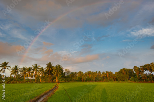 Rainbow during sunrise over rice field on cloudy day in South India