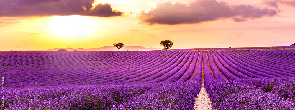 Amazing summer landscape. Lavender field summer sunset landscape near Valensole. Provence, France