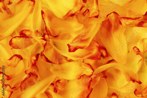 Dry leaves of flowers tulip  background texture