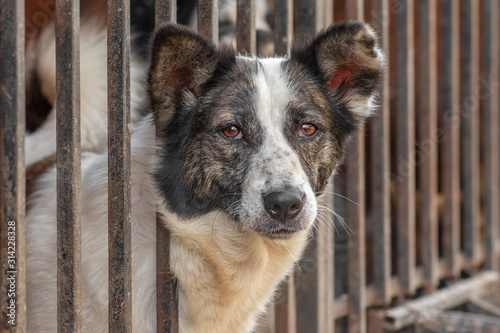 closeup portrait sad homeless abandoned dog in shelter