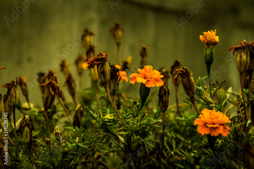 pot of orange flowers
